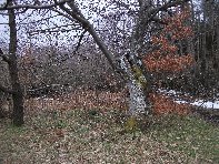 Nido_di_Aquila - 20110213 105.jpg